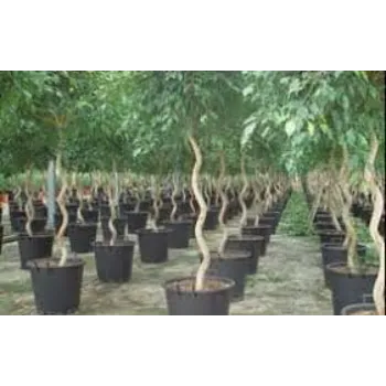Natural Ficus Benjamina Plant